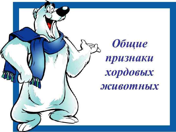 Общие признаки хордовых животных 