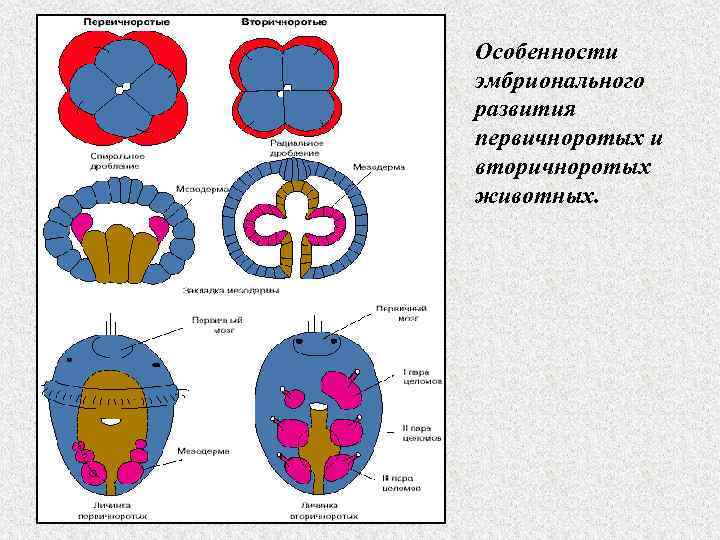 Особенности эмбрионального развития первичноротых и вторичноротых животных. 