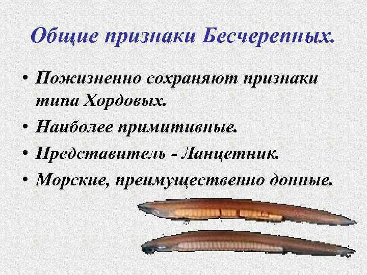 Общие признаки Бесчерепных. • Пожизненно сохраняют признаки типа Хордовых. • Наиболее примитивные. • Представитель