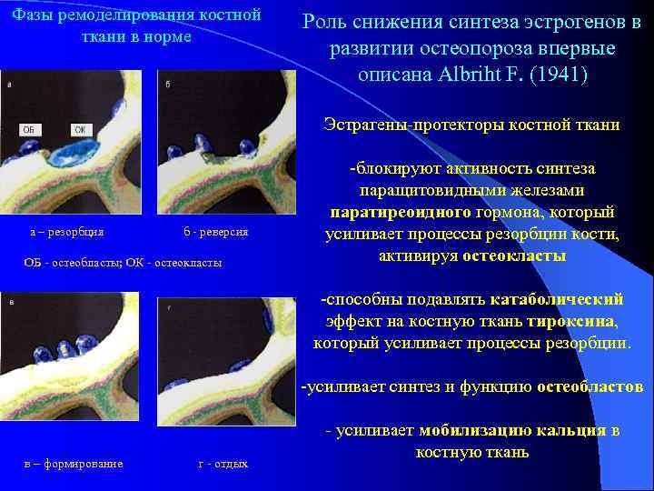 Фазы ремоделирования костной ткани в норме Роль снижения синтеза эстрогенов в развитии остеопороза впервые