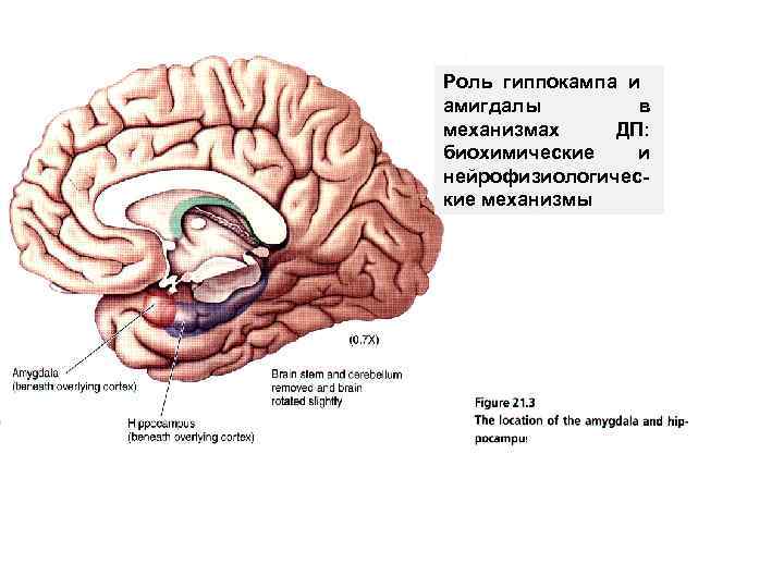 Карта схема психофизиология внимания