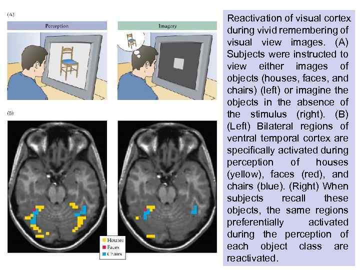 Reactivation of visual cortex during vivid remembering of visual view images. (A) Subjects were