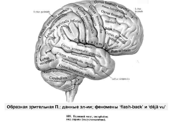 Образная зрительная П. : данные эл-ии; феномены ‘flash-back’ и ‘déjà vu’ 