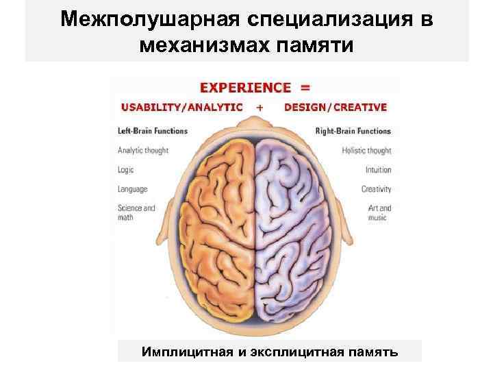 Как работает кратковременная память мозга