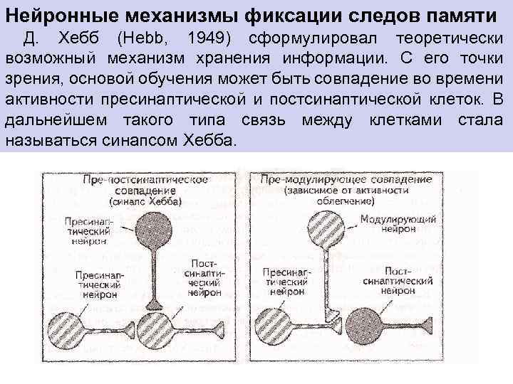 Нейронные механизмы фиксации следов памяти Д. Хебб (Hebb, 1949) сформулировал теоретически возможный механизм хранения