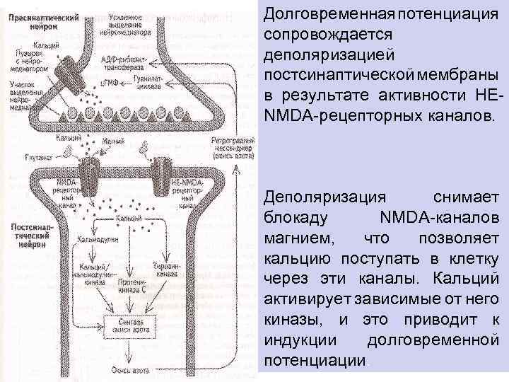 Долговременная отенциация п сопровождается деполяризацией постсинаптической мембраны в результате активности HENMDA-рецепторных каналов. Деполяризация снимает