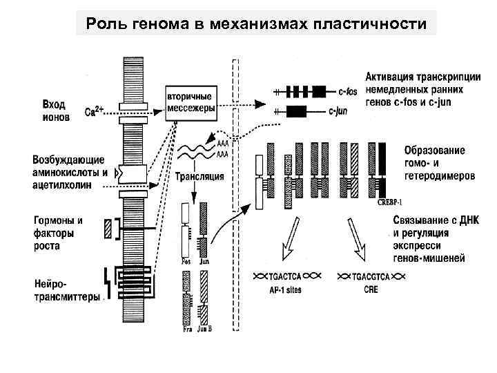 Роль генома в механизмах пластичности 
