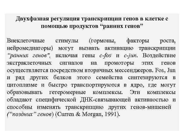 Двухфазная регуляция транскрипции генов в клетке с помощью продуктов “ранних генов” Внеклеточные стимулы (гормоны,