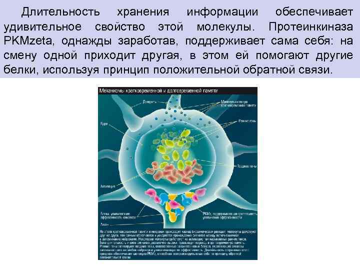  Длительность хранения информации обеспечивает удивительное свойство этой молекулы. Протеинкиназа PKMzeta, однажды заработав, поддерживает