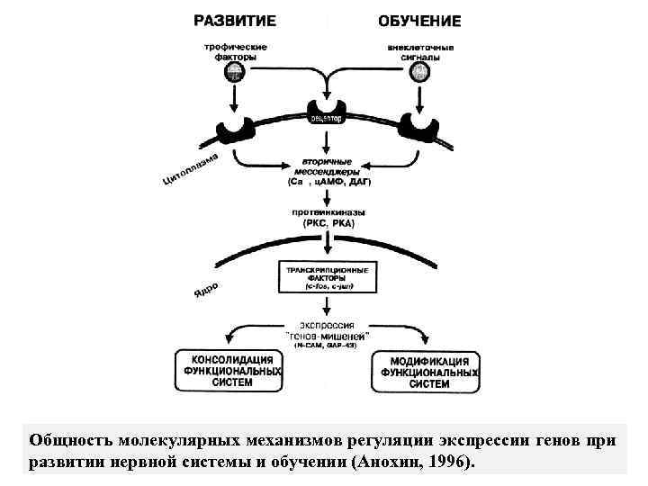 Общность молекулярных механизмов регуляции экспрессии генов при развитии нервной системы и обучении (Анохин, 1996).