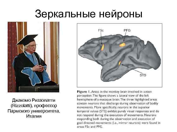 Зеркальные нейроны Джакомо Риззолатти (Rizzolatti), профессор Пармского университета, Италия 