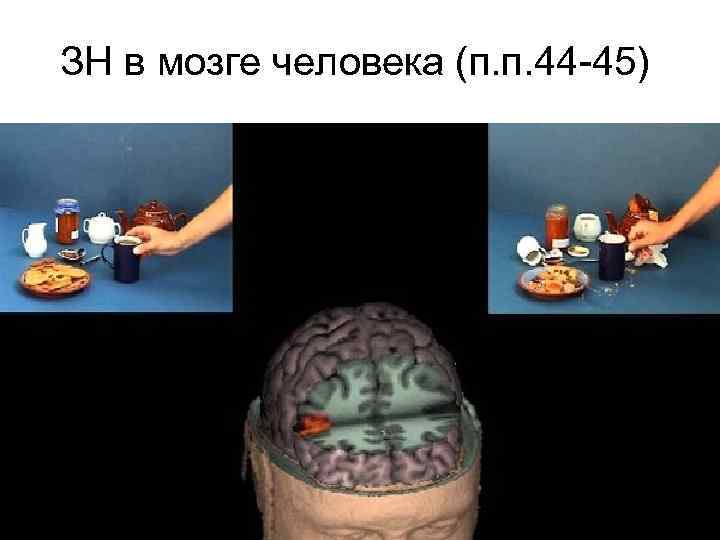 ЗН в мозге человека (п. п. 44 -45) 