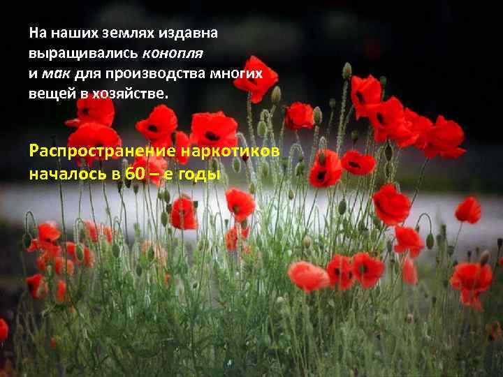 На наших землях издавна выращивались конопля и мак для производства многих вещей в хозяйстве.