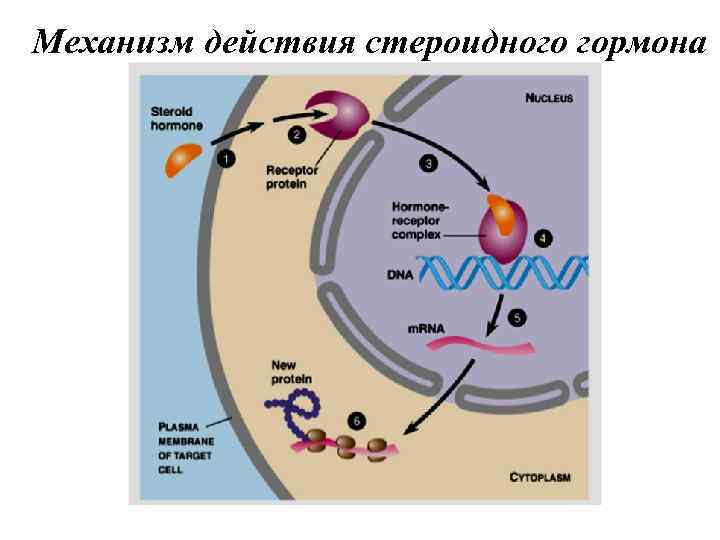 Каков механизм действия