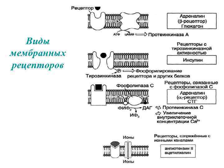 Виды мембранных рецепторов 