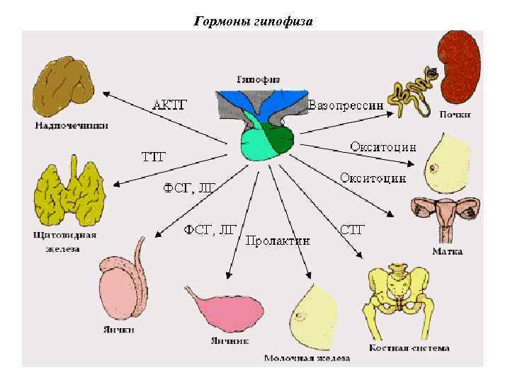 Гормоны гипофиза 