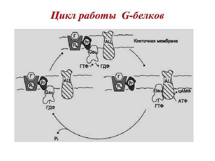 Цикл работы G-белков 