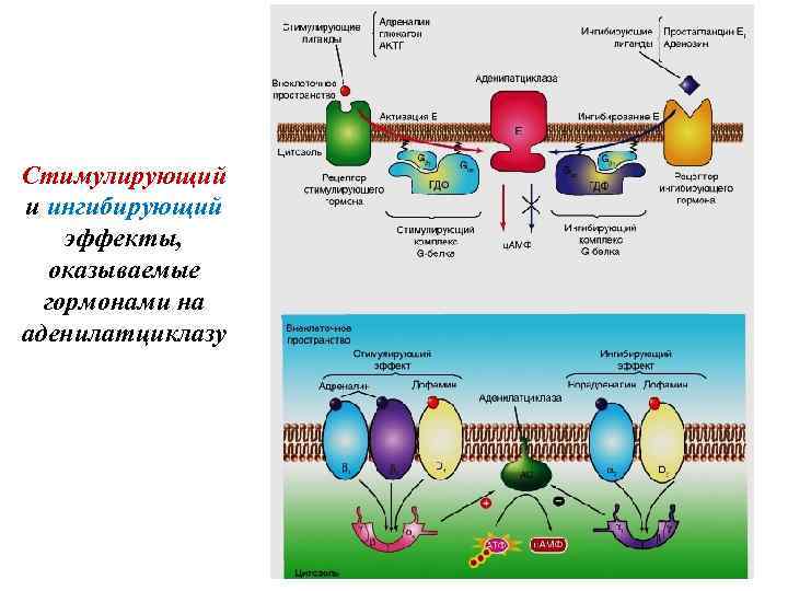 Стимулирующий и ингибирующий эффекты, оказываемые гормонами на аденилатциклазу 