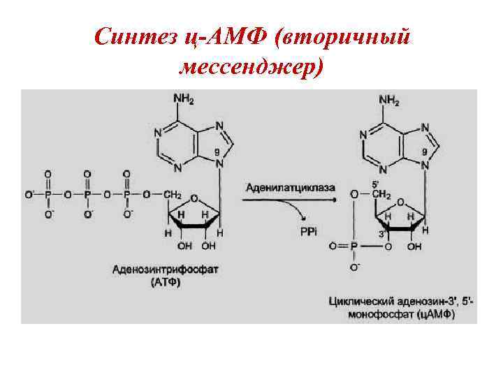 Синтез ц-АМФ (вторичный мессенджер) 