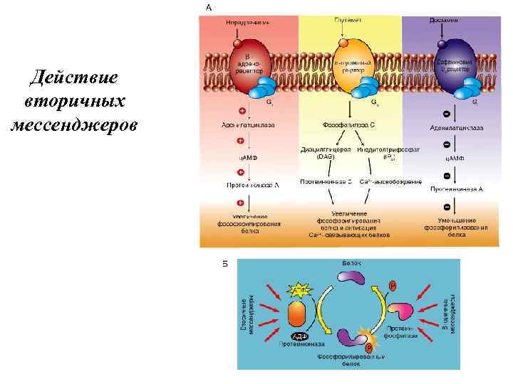 Действие вторичных мессенджеров 