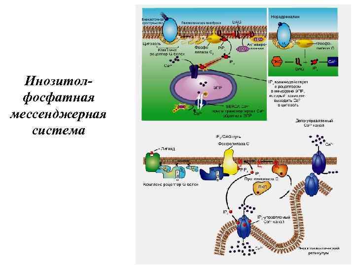 Инозитолфосфатная мессенджерная система 