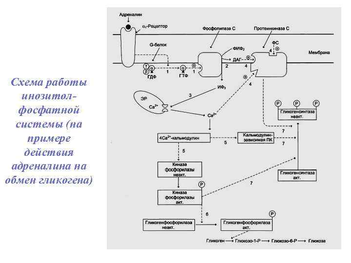 Схема работы инозитолфосфатной системы (на примере действия адреналина на обмен гликогена) 