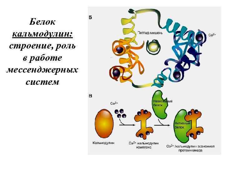 Белок кальмодулин: строение, роль в работе мессенджерных систем 