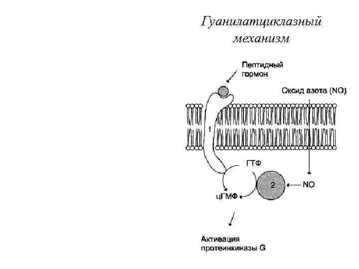 Гуанилатциклазный механизм 