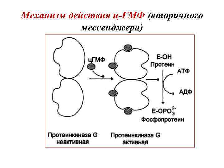 Механизм действия ц-ГМФ (вторичного мессенджера) 