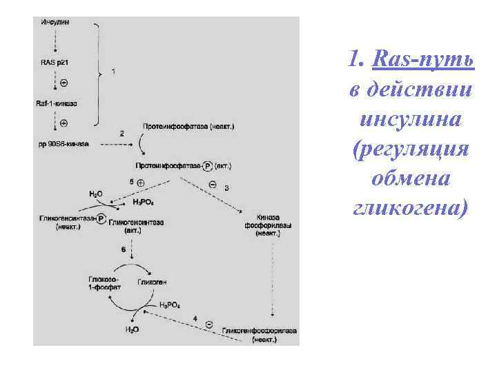 1. Ras-путь в действии инсулина (регуляция обмена гликогена) 