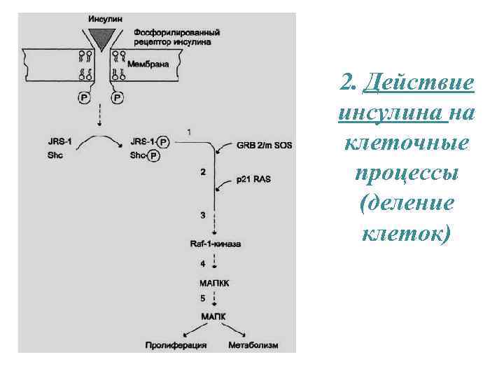 2. Действие инсулина на клеточные процессы (деление клеток) 
