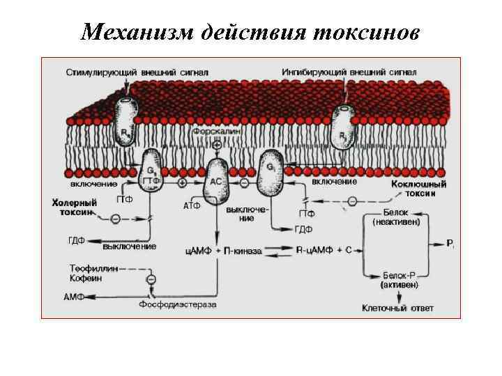 Механизм действия токсинов 