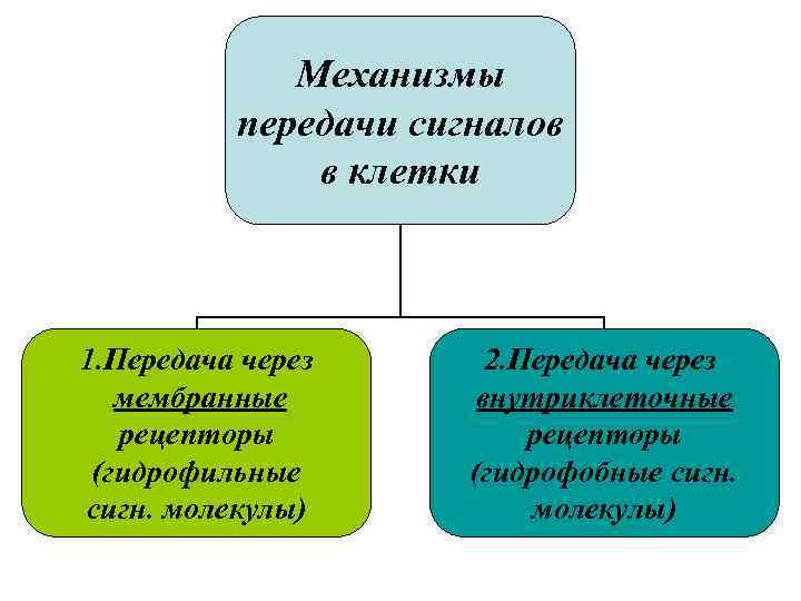 Механизмы передачи сигналов в клетки 1. Передача через мембранные рецепторы (гидрофильные сигн. молекулы) 2.