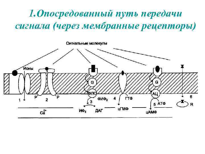 1. Опосредованный путь передачи сигнала (через мембранные рецепторы) 