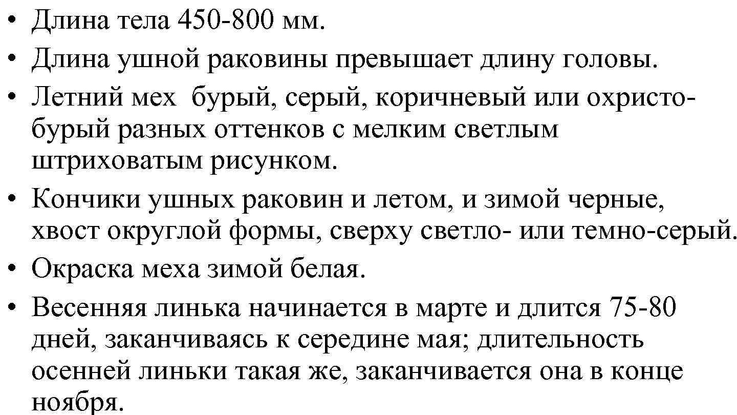  • Длина тела 450 -800 мм. • Длина ушной раковины превышает длину головы.