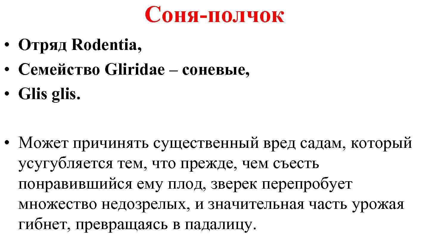 Соня-полчок • Отряд Rodentia, • Семейство Gliridae – соневые, • Glis glis. • Может