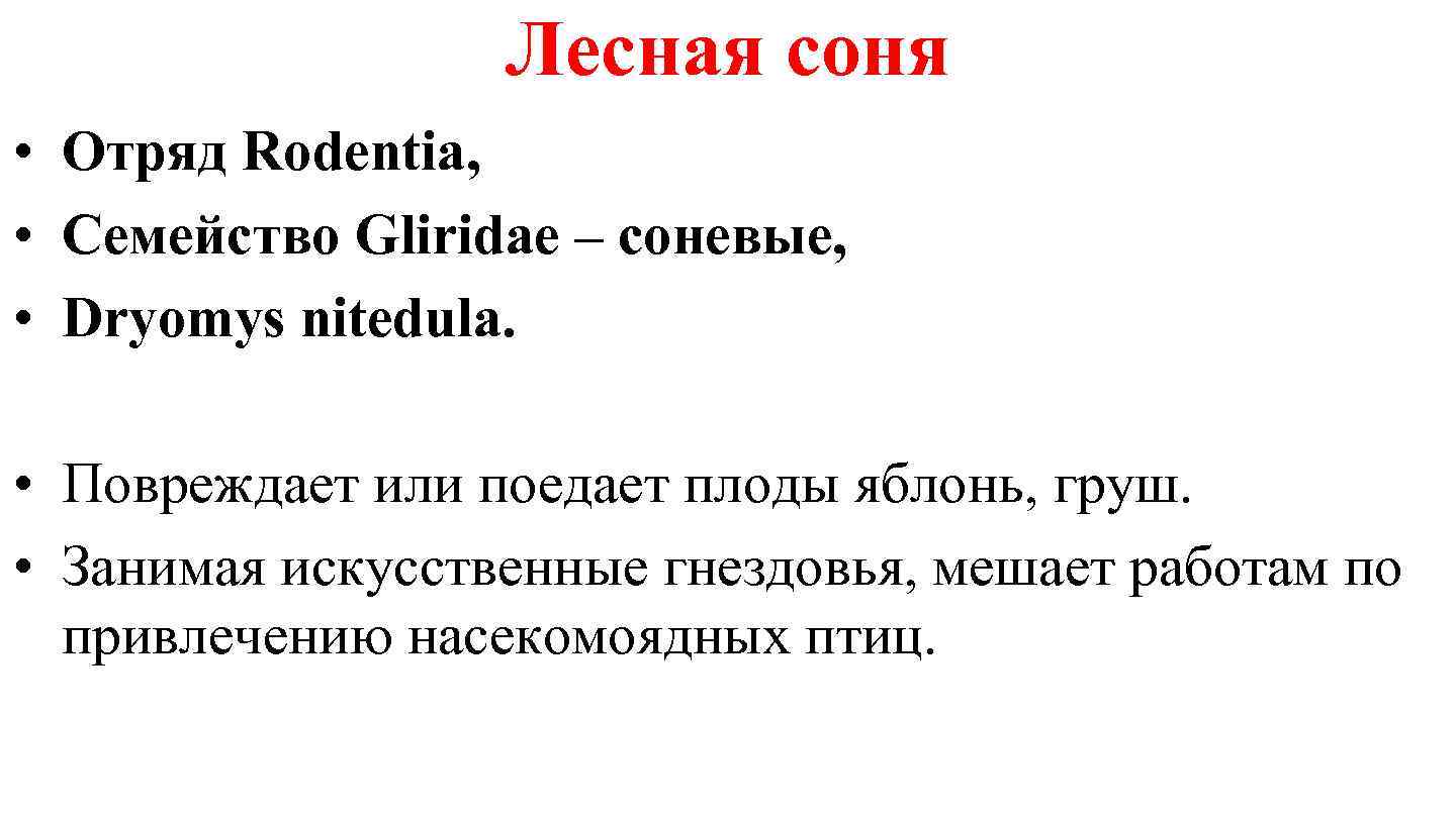 Лесная соня • Отряд Rodentia, • Семейство Gliridae – соневые, • Dryomys nitedula. •