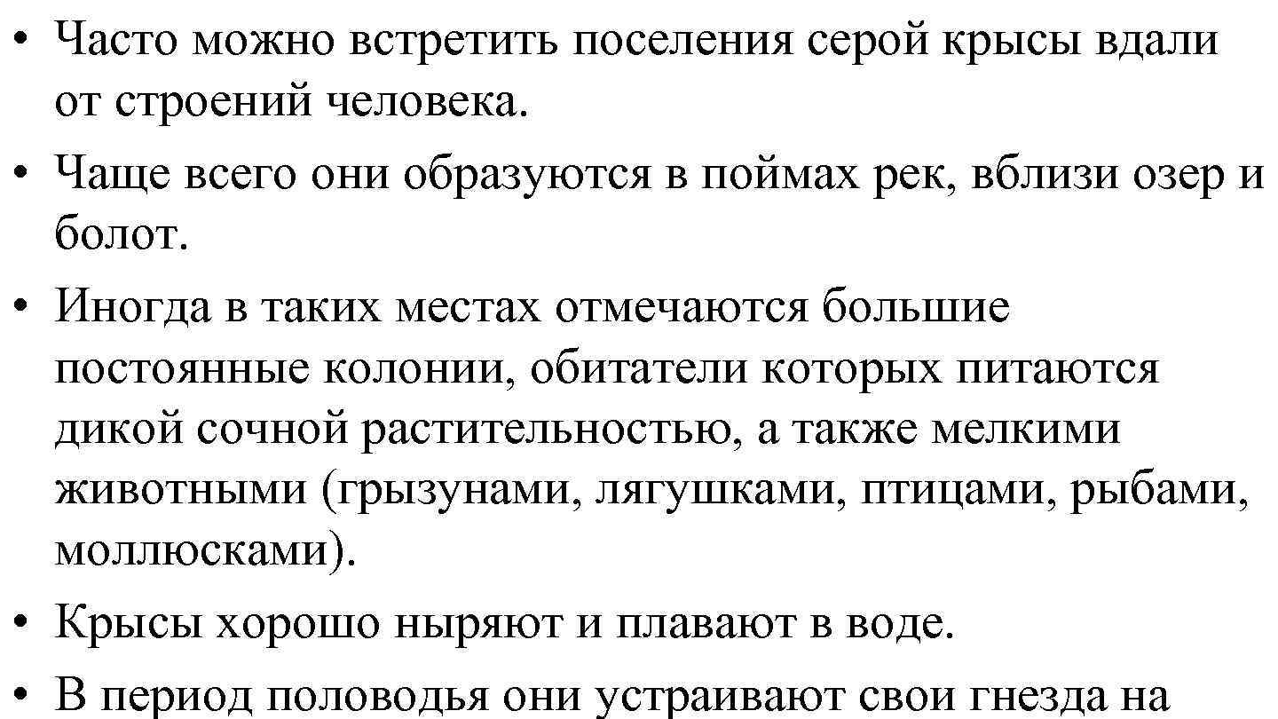  • Часто можно встретить поселения серой крысы вдали от строений человека. • Чаще