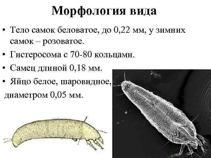 Морфология вида • Тело самок беловатое, до 0, 22 мм, у зимних самок –