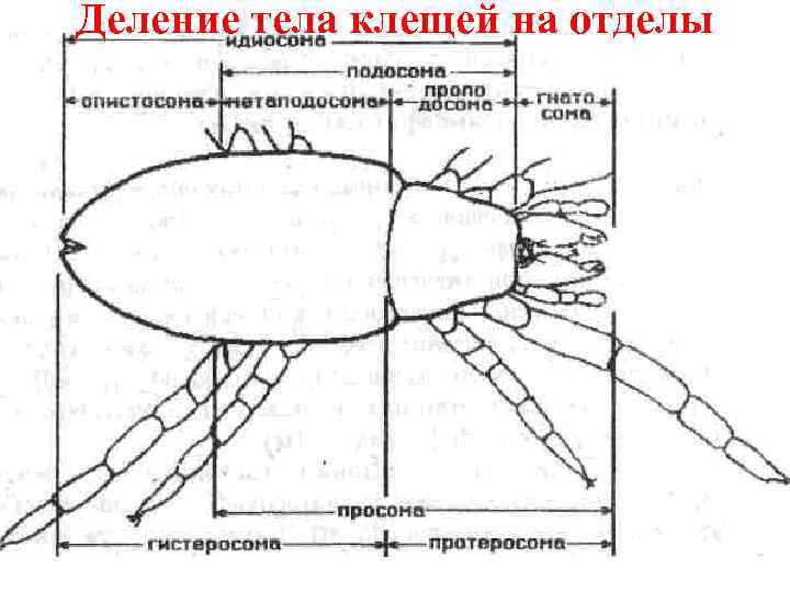 Строение клеща рисунок с подписями