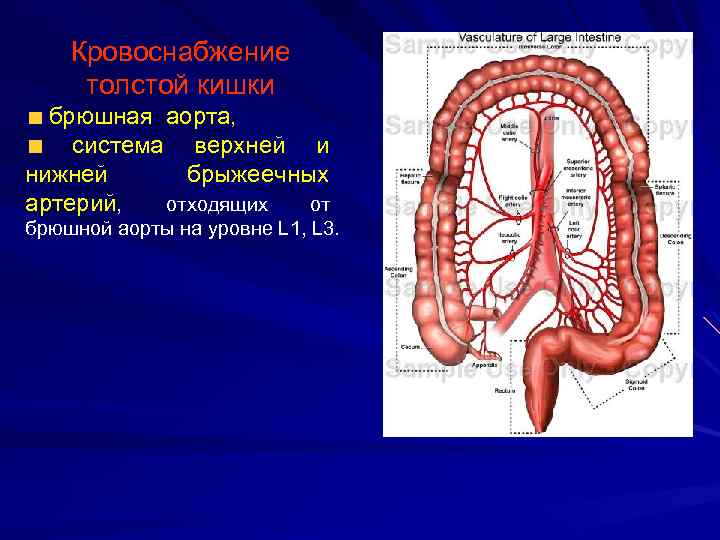 Кровоснабжение толстой кишки брюшная аорта, система верхней и нижней брыжеечных артерий, отходящих от брюшной