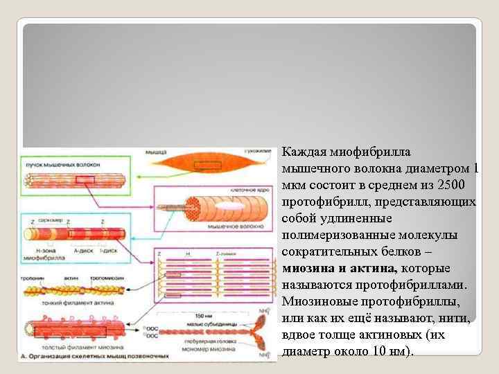 Сокращенная миофибрилла схематический рисунок