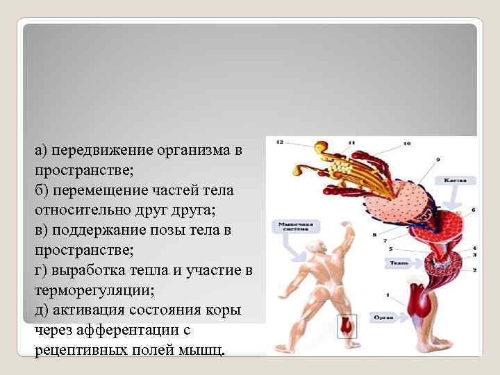 а) передвижение организма в пространстве; б) перемещение частей тела относительно друга; в) поддержание позы