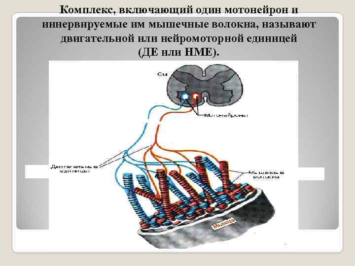 Комплекс, включающий один мотонейрон и иннервируемые им мышечные волокна, называют двигательной или нейромоторной единицей