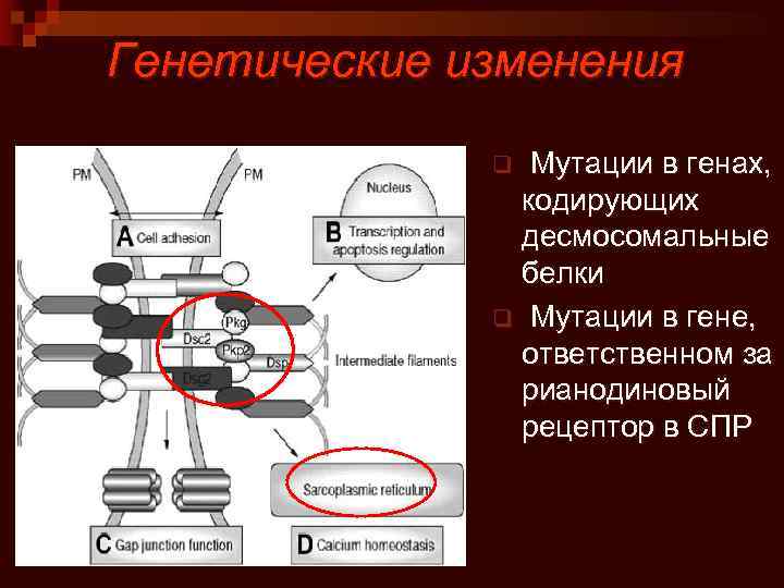 Генетические изменения Мутации в генах, кодирующих десмосомальные белки q Мутации в гене, ответственном за