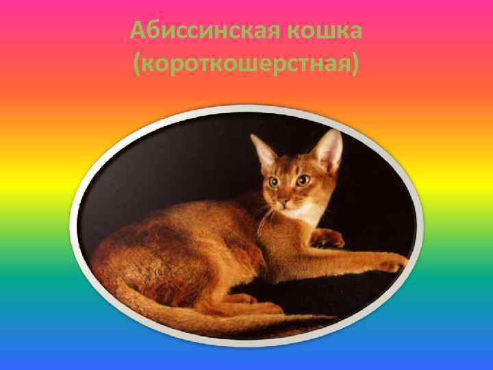 Абиссинская кошка (короткошерстная) 