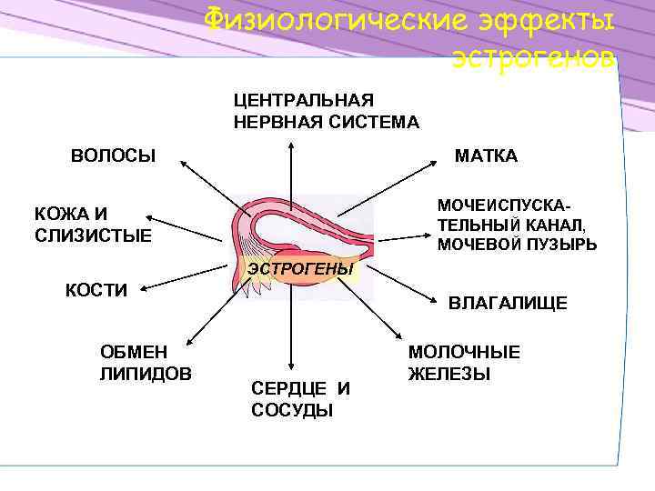 Физиологические эффекты эстрогенов ЦЕНТРАЛЬНАЯ НЕРВНАЯ СИСТЕМА ВОЛОСЫ МАТКА МОЧЕИСПУСКАТЕЛЬНЫЙ КАНАЛ, МОЧЕВОЙ ПУЗЫРЬ КОЖА И