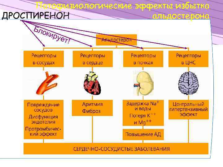 Патофизиологические эффекты избытка ДРОСПИРЕНОН альдостерона Бло кир ует ! 
