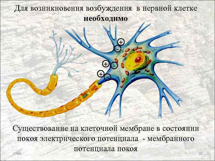 Для возникновения возбуждения в нервной клетке необходимо + + + - Существование на клеточной