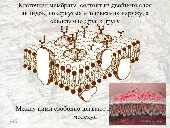 Клеточная мембрана состоит из двойного слоя липидов, повернутых «головками» наружу, а «хвостами» друг к